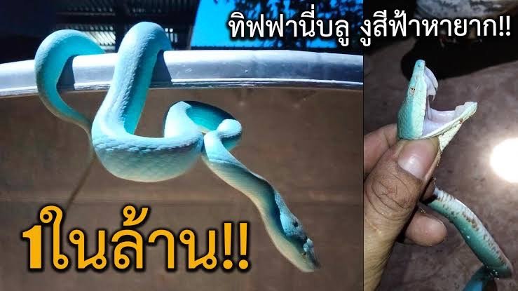 ชาวบ้านตกใจพบ งูประหลาด ตัวสีฟ้า