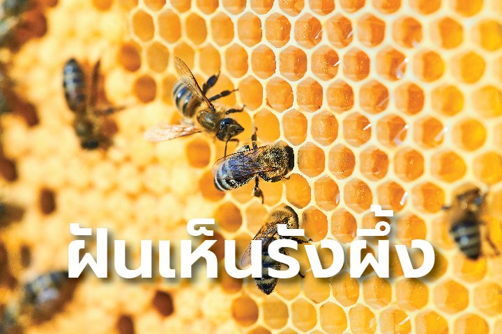 ฝันเห็นรังผึ้ง มีความหมายว่าอย่างไร พร้อมตีเลขเด็ด