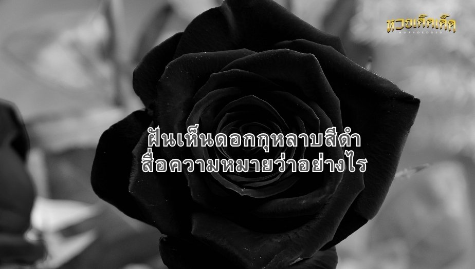 ฝันเห็นดอกกุหลาบสีดำ สื่อความหมายว่าอย่างไร พร้อมตีเลขเด็ดจากฝัน