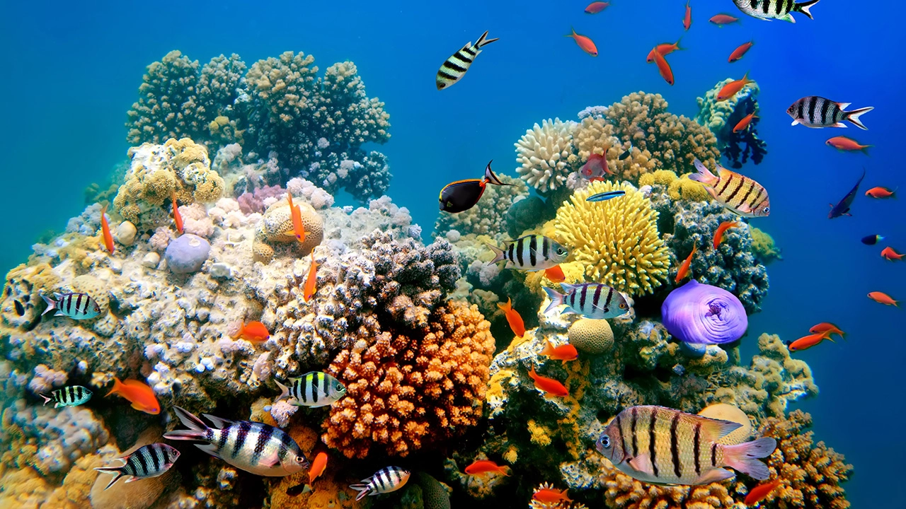 ฝันเห็นปะการัง ทำนายฝัน พร้อมเลขเด็ด คำทำนายจะดีหรือร้าย? เช็กเลย!!