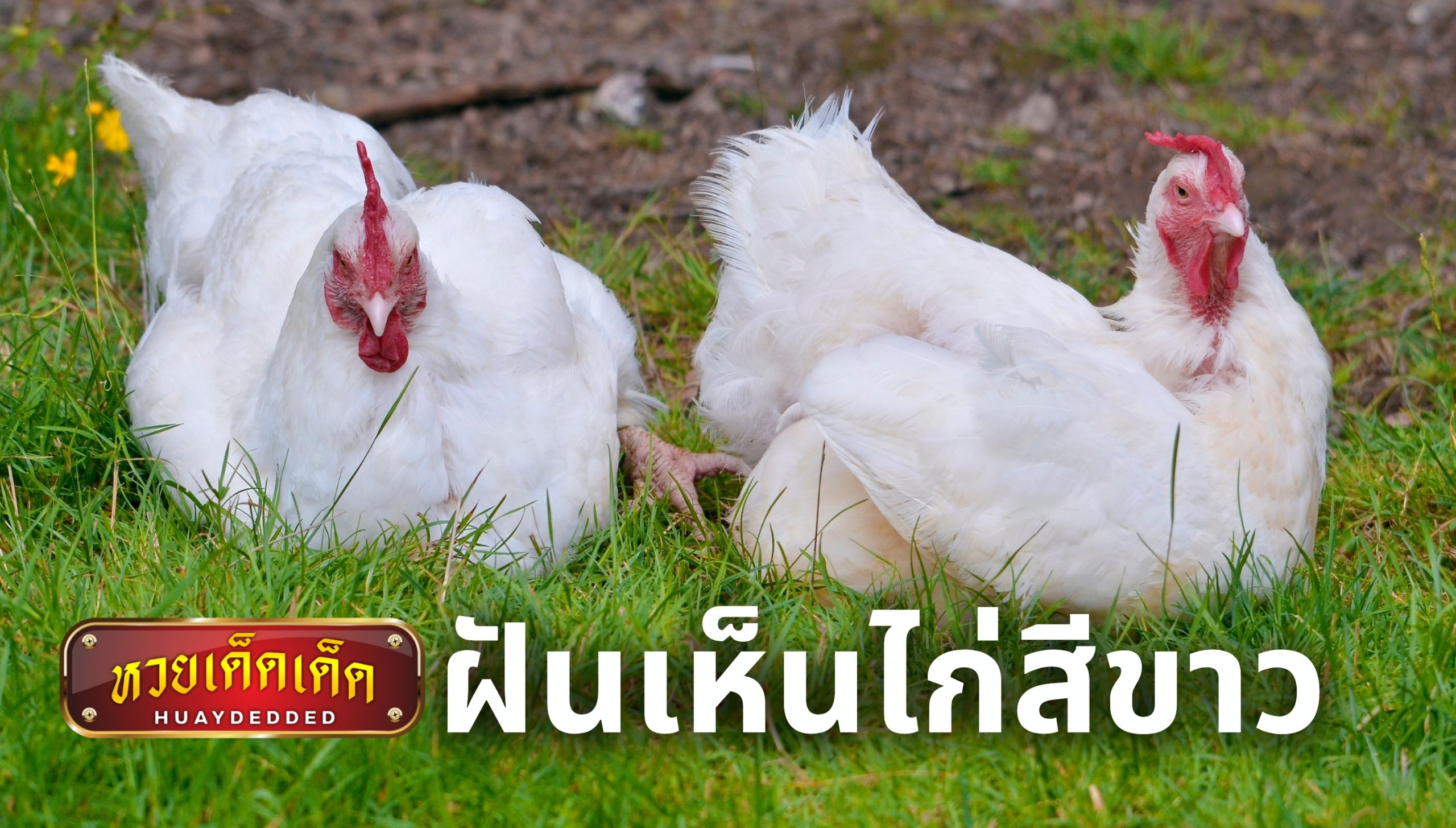 ฝันเห็นไก่สีขาว ความหมายของความฝัน พร้อมเลขเด็ดฝัน