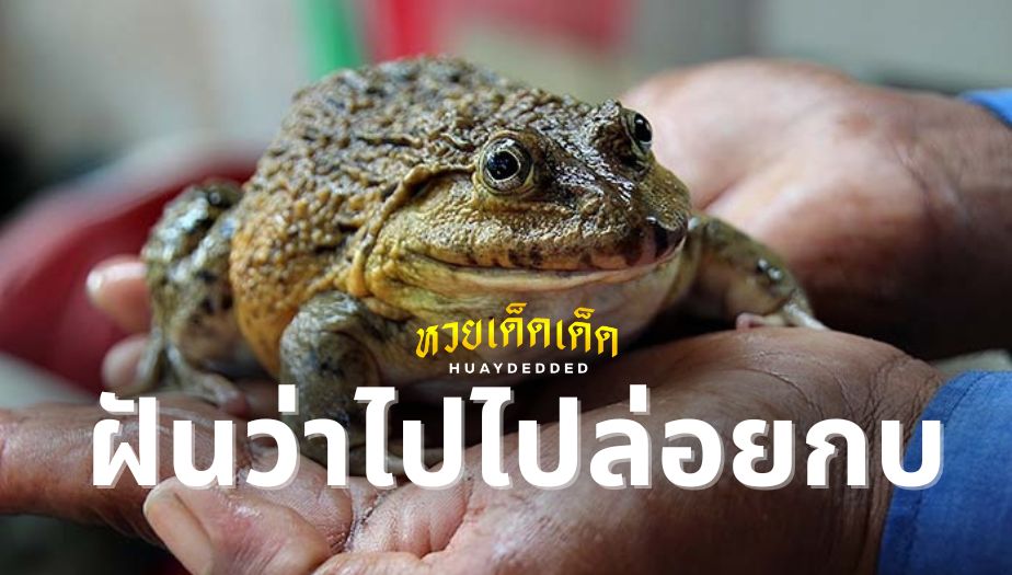 ฝันว่าไปปล่อยกบ ทำนายฝัน