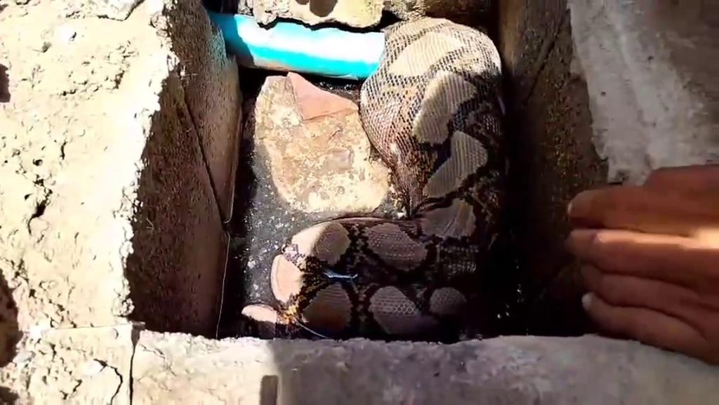 ส่องเลขเด็ด งูเหลือมยักษ์ ติดอยู่ในท่อหลังบ้านเลขที่ 150 / 7 หมู่ 8 ในจังหวัดพระนครศรีอยุธยา