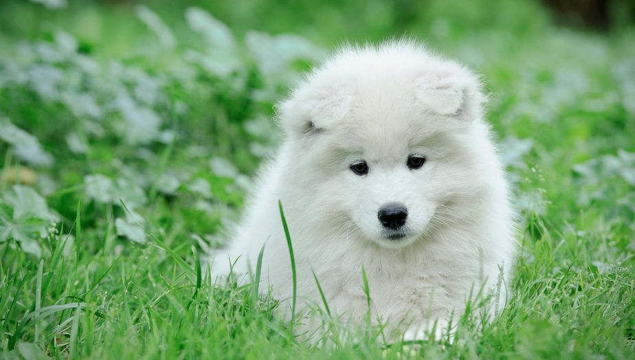 ฝันเห็นหมาสีขาวหลายตัว ความหมาย จะดี หรือ ไม่? เช็กเลย!! พร้อมเลขเด็ด