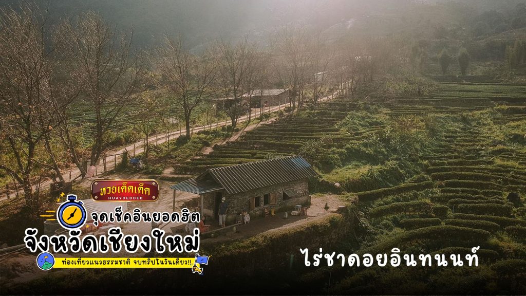 จุดเช็คอินยอดฮิต ไร่ชาดอยอินทนนท์ จังหวัดเชียงใหม่