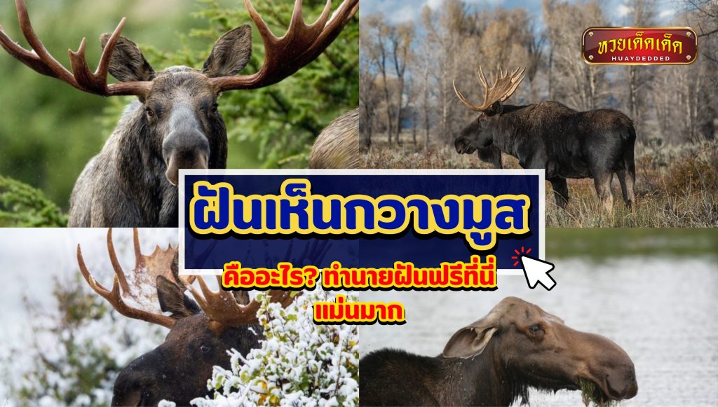 ฝันเห็นกวางมูส วิเคราะห์ความฝัน 4 ด้านฟรี