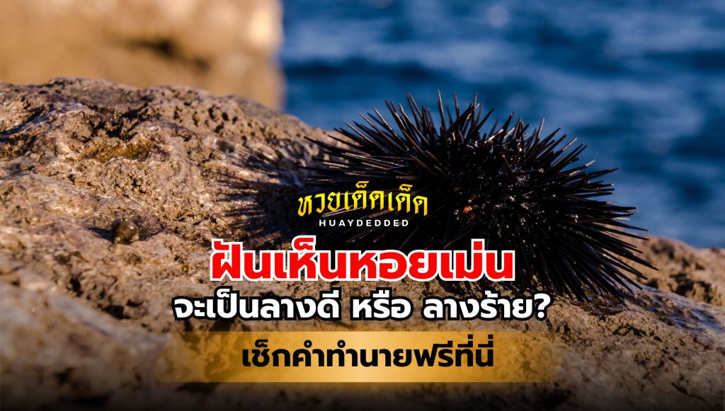 ฝันเห็นหอยเม่น คำทำนายฝันจะโชคดี หรือ โชคร้าย เช็กคำทำนายฟรี