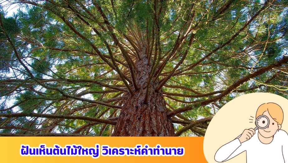 ฝันเห็นต้นไม้ใหญ่ เช็กความหมาย