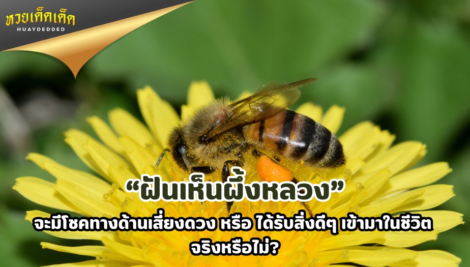 ฝันเห็นผึ้งหลวง จะมีโชคทางด้านเสี่ยงดวง หรือ ได้รับสิ่งดีๆเข้ามาในชีวิต จริงหรือไม่?