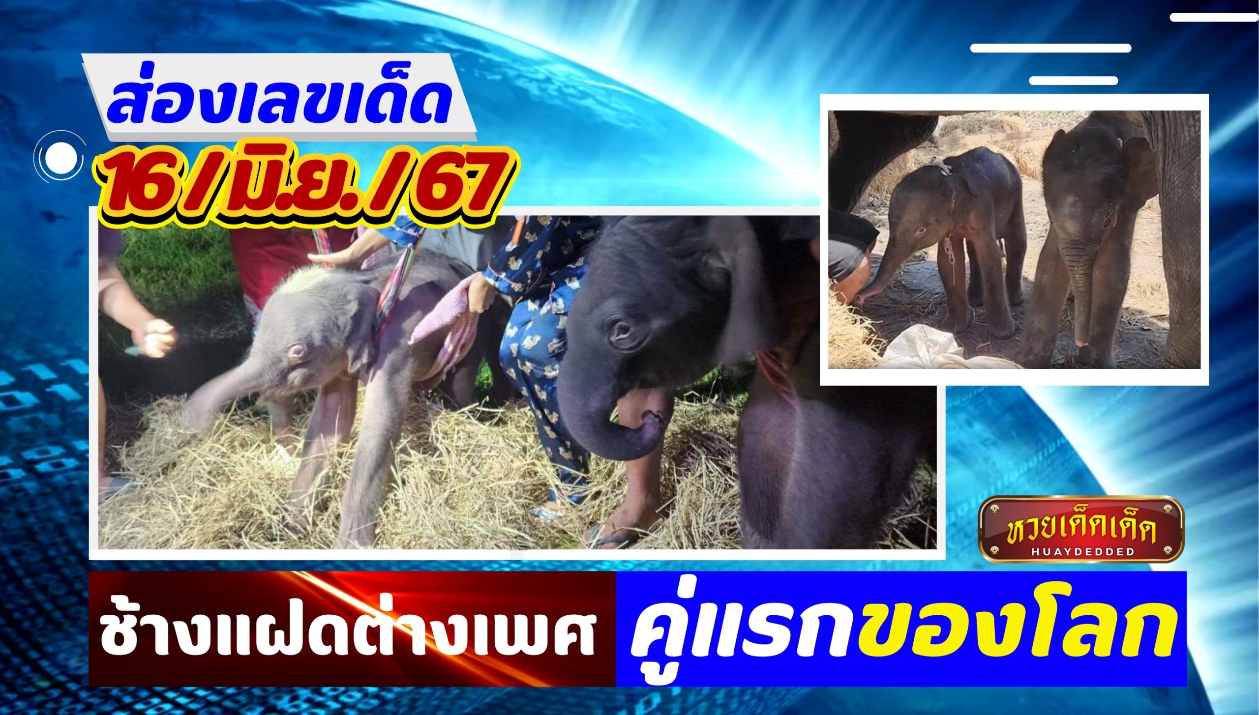 ส่องเลขเด็ด ช้างไทย ออกลูกแฝดต่างเพศ คู่แรกในโลก ชาวบ้านแห่ฮือฮา!