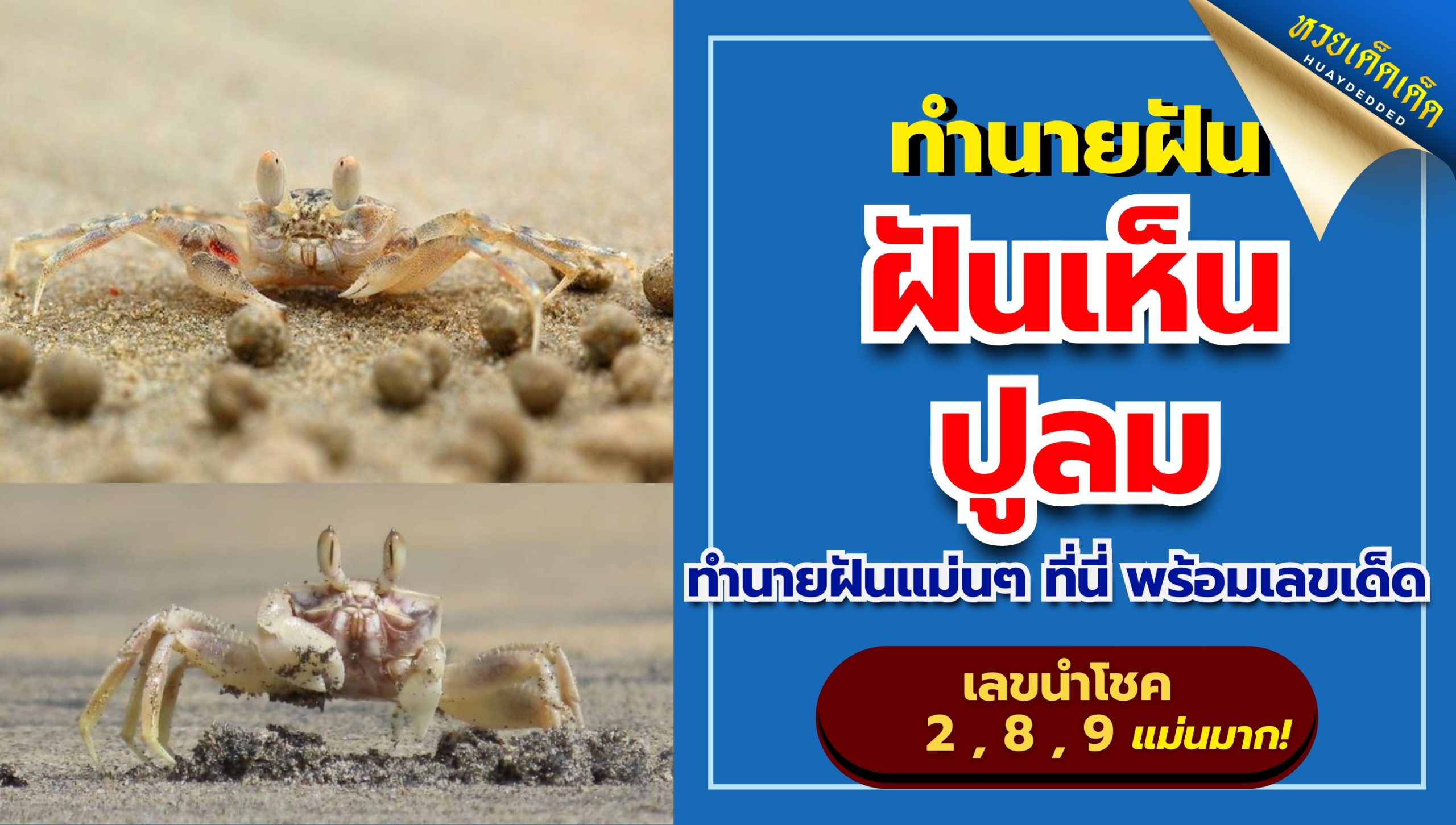 ฝันเห็นปูลม ความหมายของความฝัน คืออะไร? พร้อมเลขนำโชค