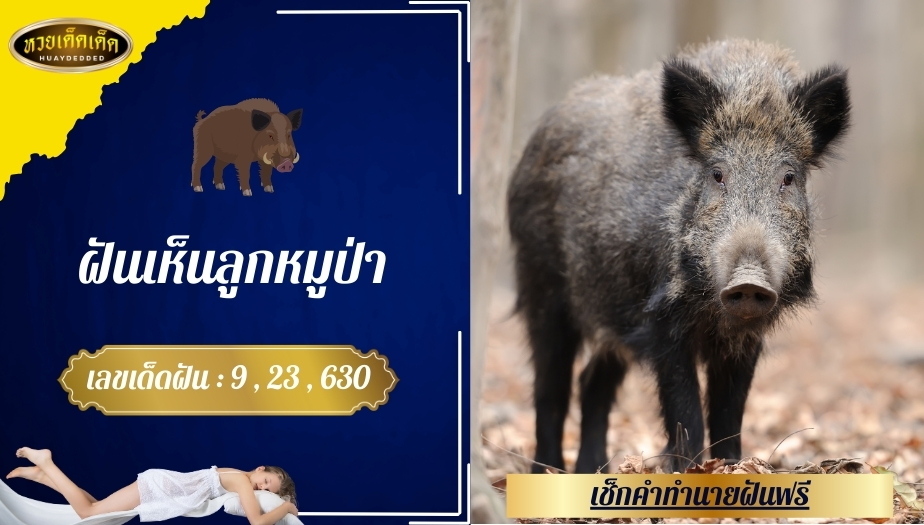 ฝันเห็นลูกหมูป่า คำทำนายฝัน สื่อความหมายว่าอย่างไร?