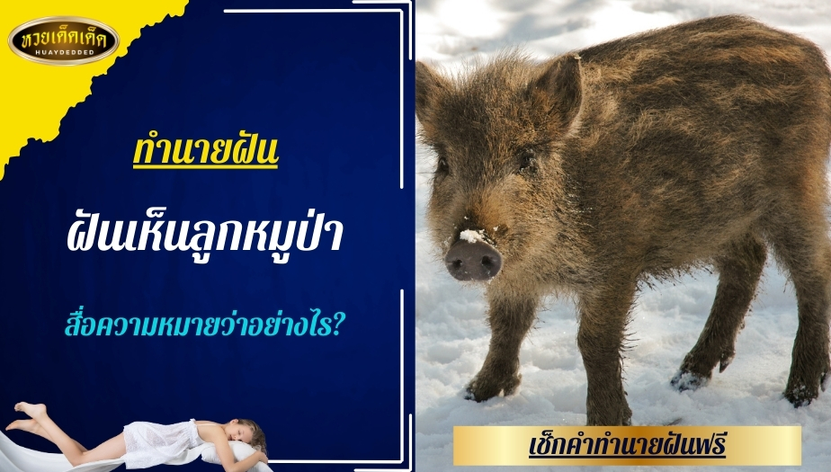 ฝันเห็นลูกหมูป่า สื่อความหมายว่าอย่างไร?