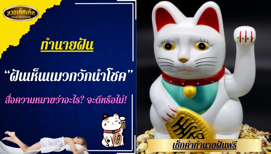 ฝันเห็นแมวกวักนำโชค คำทำนายฝัน สื่อความหมายว่าอะไร? จะดีหรือไม่!