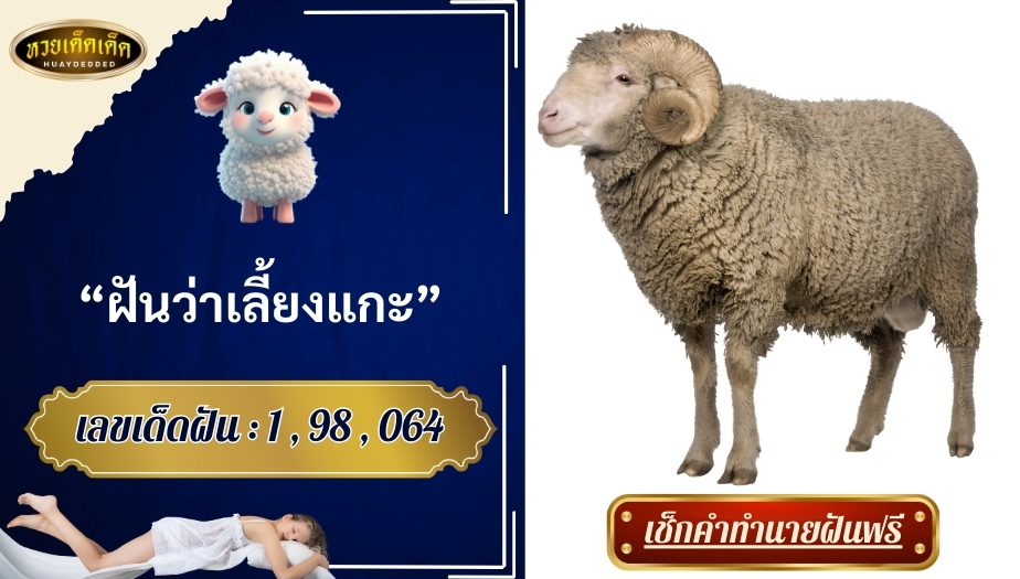 ฝันว่าเลี้ยงแกะ สื่อความหมายว่าอย่างไร? จะโชคดีหรือโชคร้าย