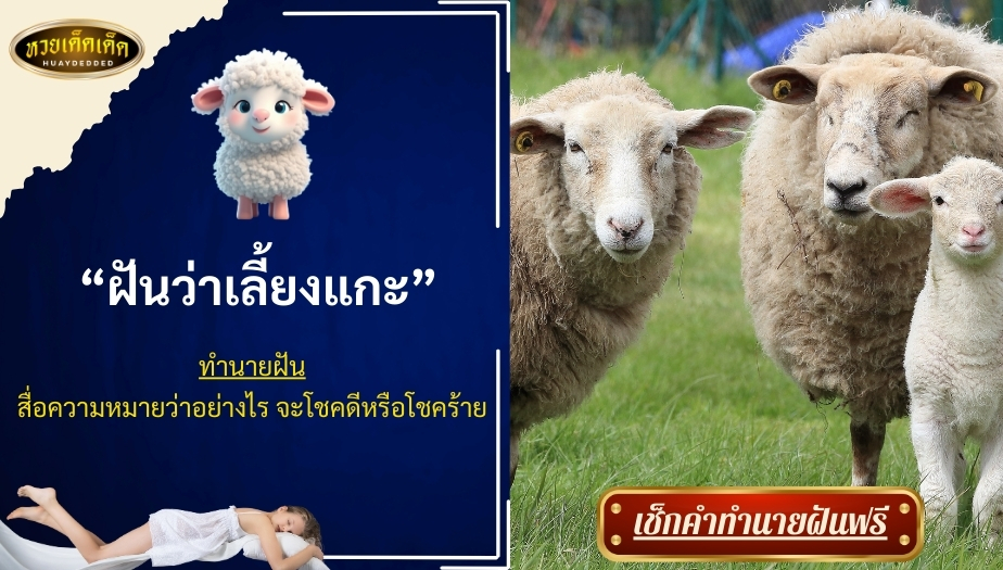 ฝันว่าเลี้ยงแกะ สื่อความหมายว่าอย่างไร? จะโชคดีหรือโชคร้าย เช็กเลย !!