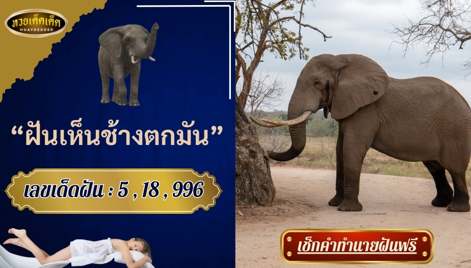 ฝันเห็นช้างตกมัน คำทำนาย สื่อความหมายว่าอย่างไร จะดีหรือไม่?