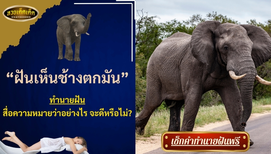 ฝันเห็นช้างตกมัน คำทำนาย สื่อความหมายว่าอย่างไร จะดีหรือไม่?