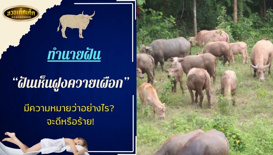 ฝันเห็นฝูงควายเผือก คำทำนายฝัน สื่อความหมายว่าอย่างไร ดีหรือร้าย?