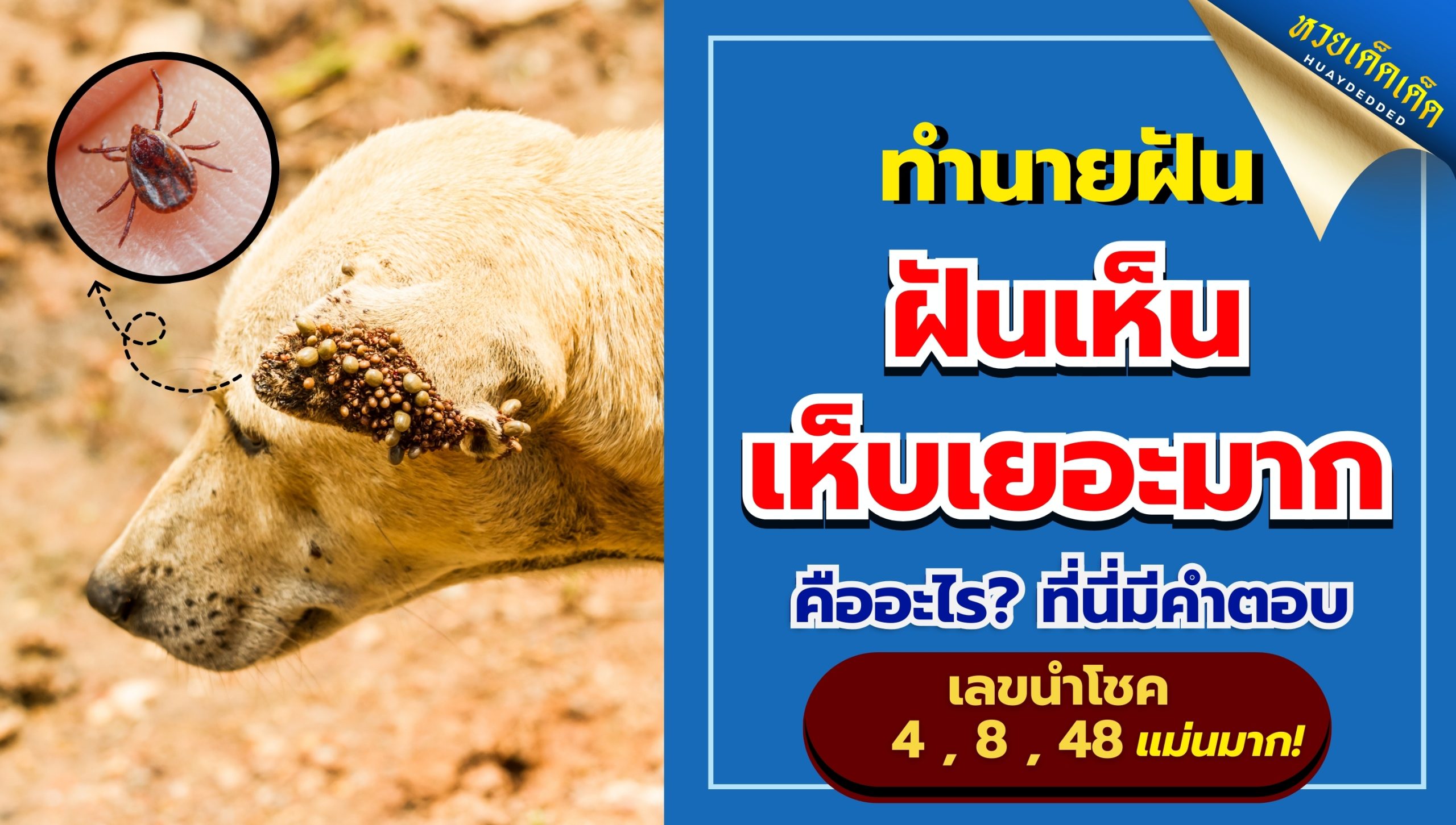 ฝันเห็นเห็บเยอะมาก คืออะไร? ทำนายฝันแม่นมาก พร้อมเลขเด็ดฝัน