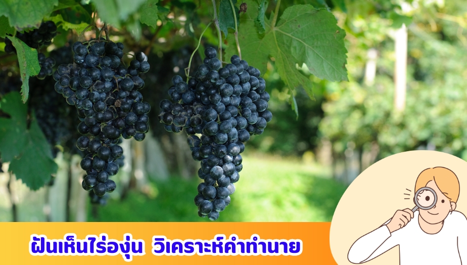 ฝันเห็นไร่องุ่น เช็กความหมาย คำทำนายฝัน 