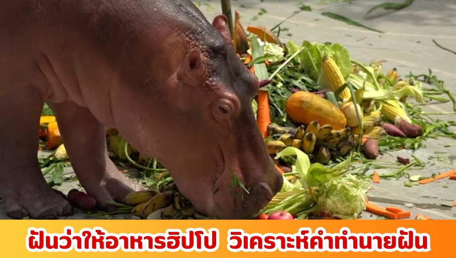 ฝันว่าให้อาหารฮิปโป เช็กความหมาย คำทำนายฝัน 