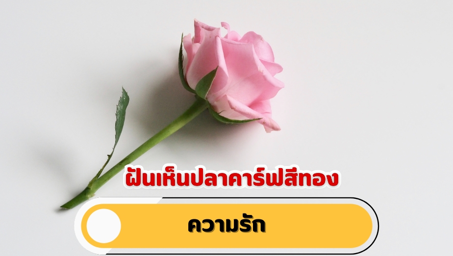 ฝันเห็นปลาคาร์ฟสีทอง คำทำนายฝัน เรื่องความรัก