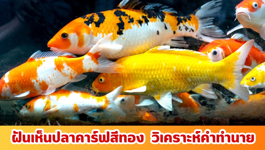 ฝันเห็นปลาคาร์ฟสีทอง เช็กความหมาย คำทำนายฝัน