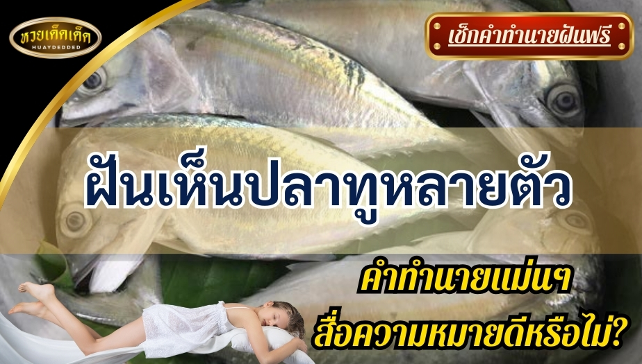 ฝันเห็นปลาทูหลายตัว คำทำนาย สื่อความหมายดีหรือไม่? มาเช็กกัน!!