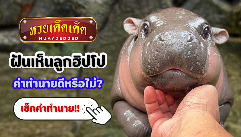 ฝันเห็นลูกฮิปโป คำทำนายฝัน จะดีหรือไม่ ? เช็กเลย!! พร้อมเลขเด็ด