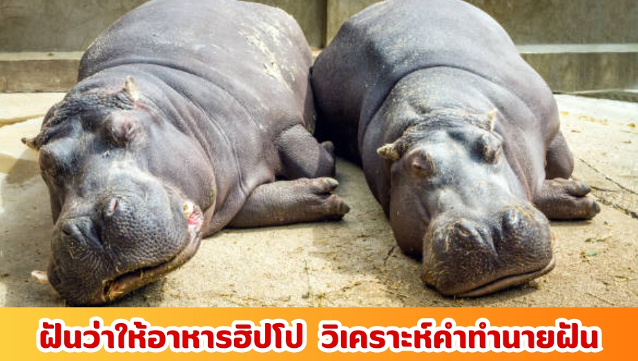 ฝันเห็นฮิปโป 2 ตัว เช็กความหมาย คำทำนายฝัน 