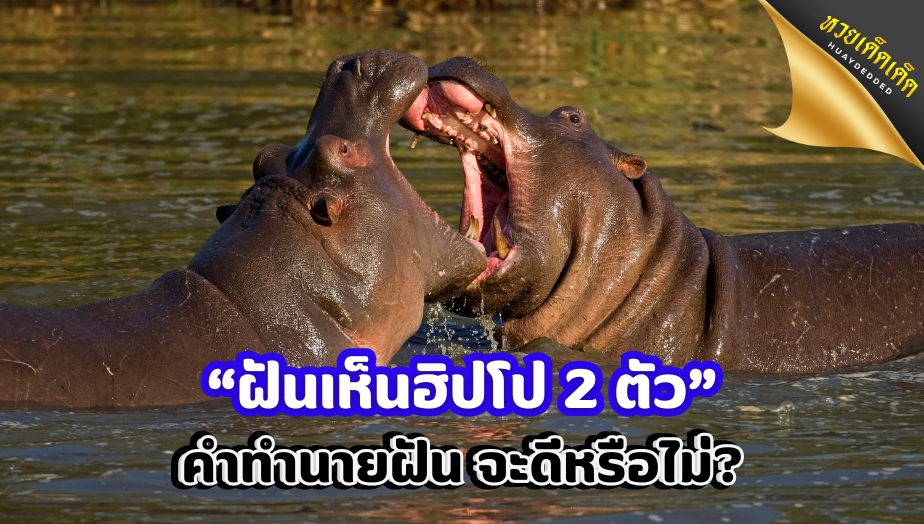 ฝันเห็นฮิปโป 2 ตัว