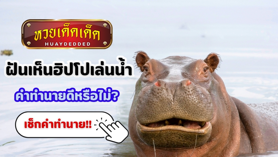 ฝันเห็นฮิปโปเล่นน้ำ คำทำนายฝัน จะดีหรือไม่ ? เช็กเลย!! พร้อมเลขเด็ด