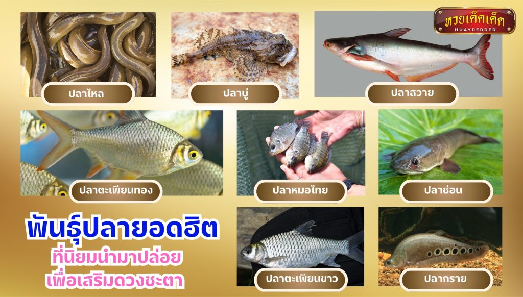 พันธุ์ปลายอดฮิต ที่นิยมนำมาปล่อย เพื่อเสริมดวงชะตา