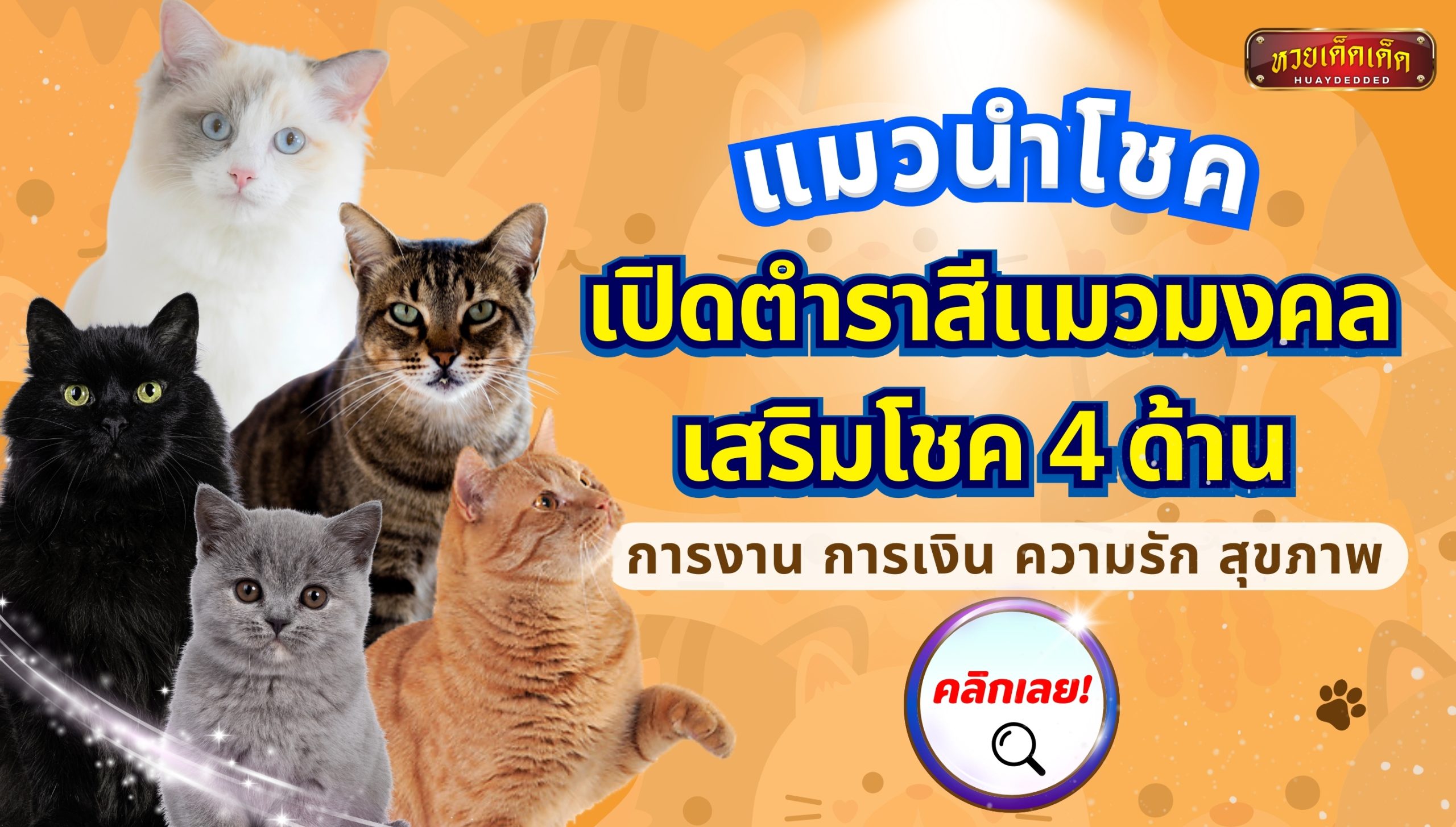 แมวนำโชค เปิดตำราสีแมวมงคล เสริมโชค 4 ด้าน สายมูเตลูห้ามพลาด