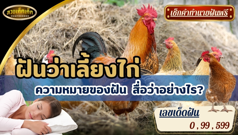 ฝันว่าเลี้ยงไก่ ความหมายของฝัน สื่อว่าอย่างไร? พร้อมเลขเด็ดฝัน!!