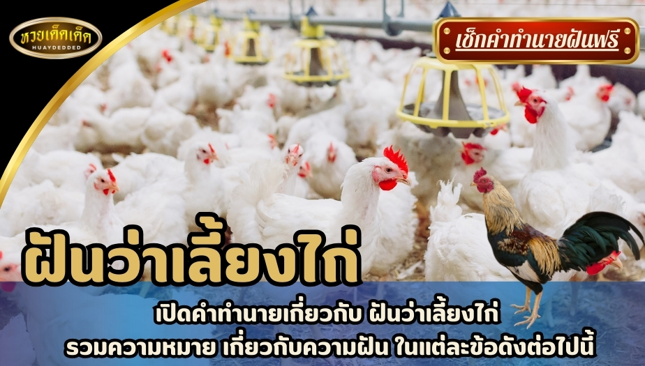 ฝันว่าเลี้ยงไก่ เปิดคำทำนาย ฝันว่าเลี้ยงไก่ รวมความหมายเกี่ยวกับความฝัน ในแต่ละข้อดังต่อไปนี้!!