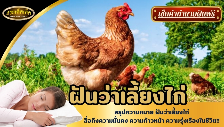 ฝันว่าเลี้ยงไก่ สรุปความหมายโดยรวม เกี่ยวกับฝันว่าเลี้ยงไก่ ได้ดังนี้