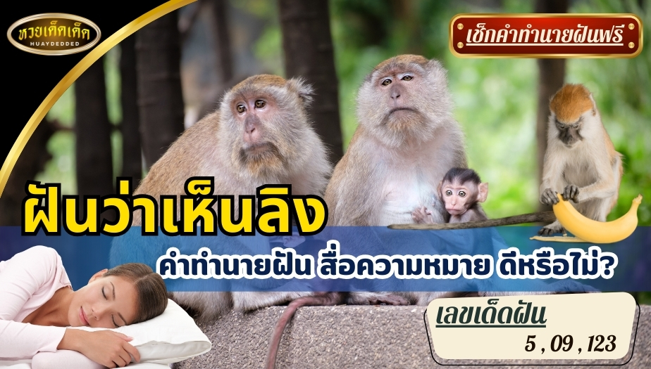 ฝันว่าเห็นลิง คำทำนายฝัน สื่อความหมาย ดีหรือไม่? มาเช็กกัน!!