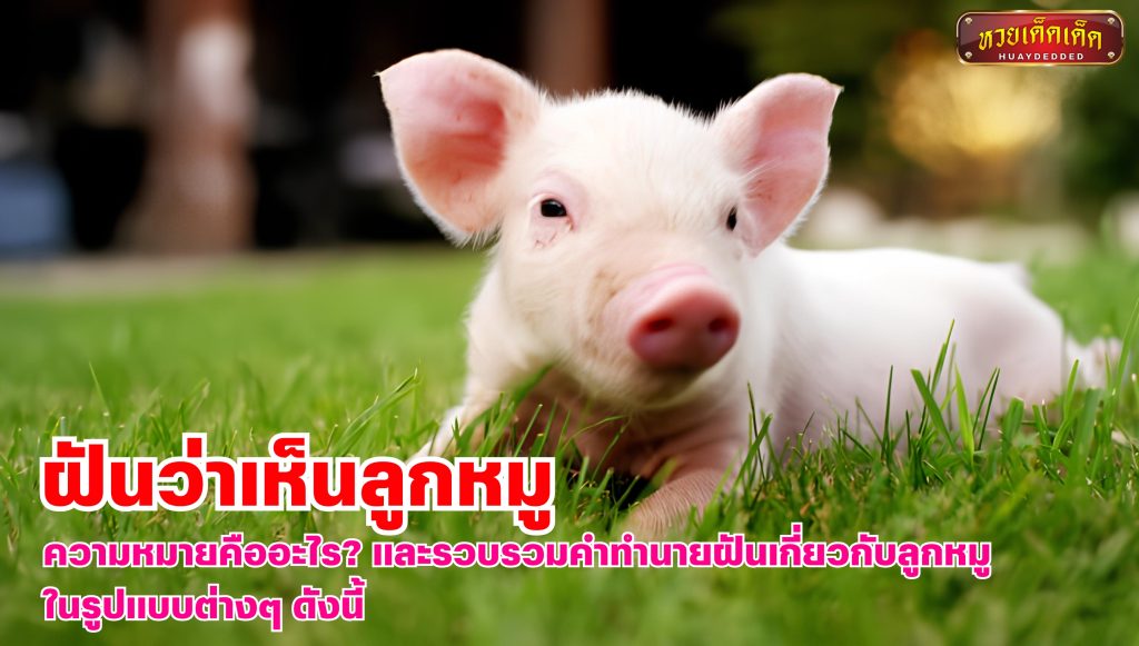 ฝันว่าเห็นลูกหมู รวบรวมคำทำนายฝันเกี่ยวกับลูกหมู