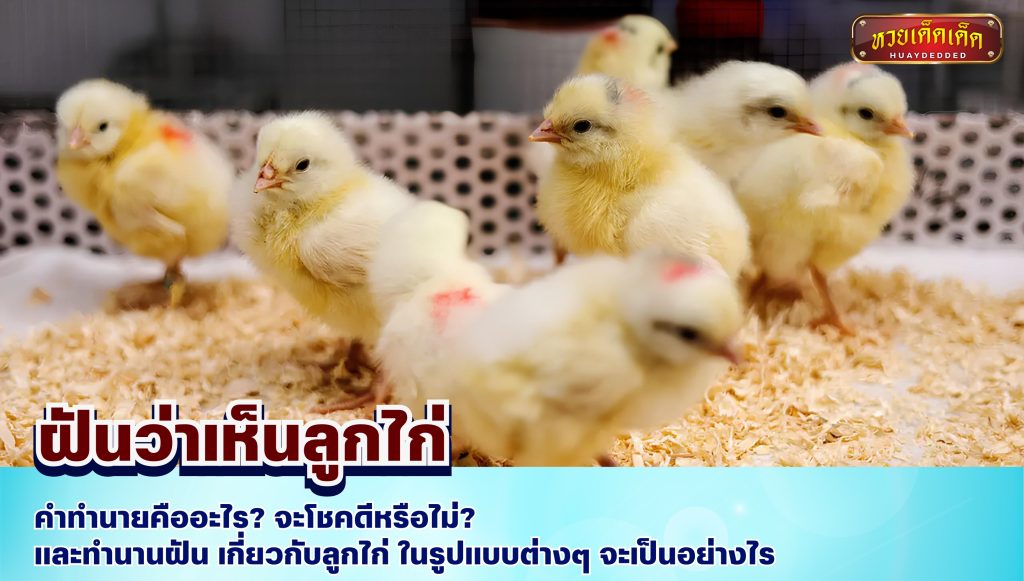 ฝันว่าเห็นลูกไก่ ความฝันเกี่ยวกับลูกไก่