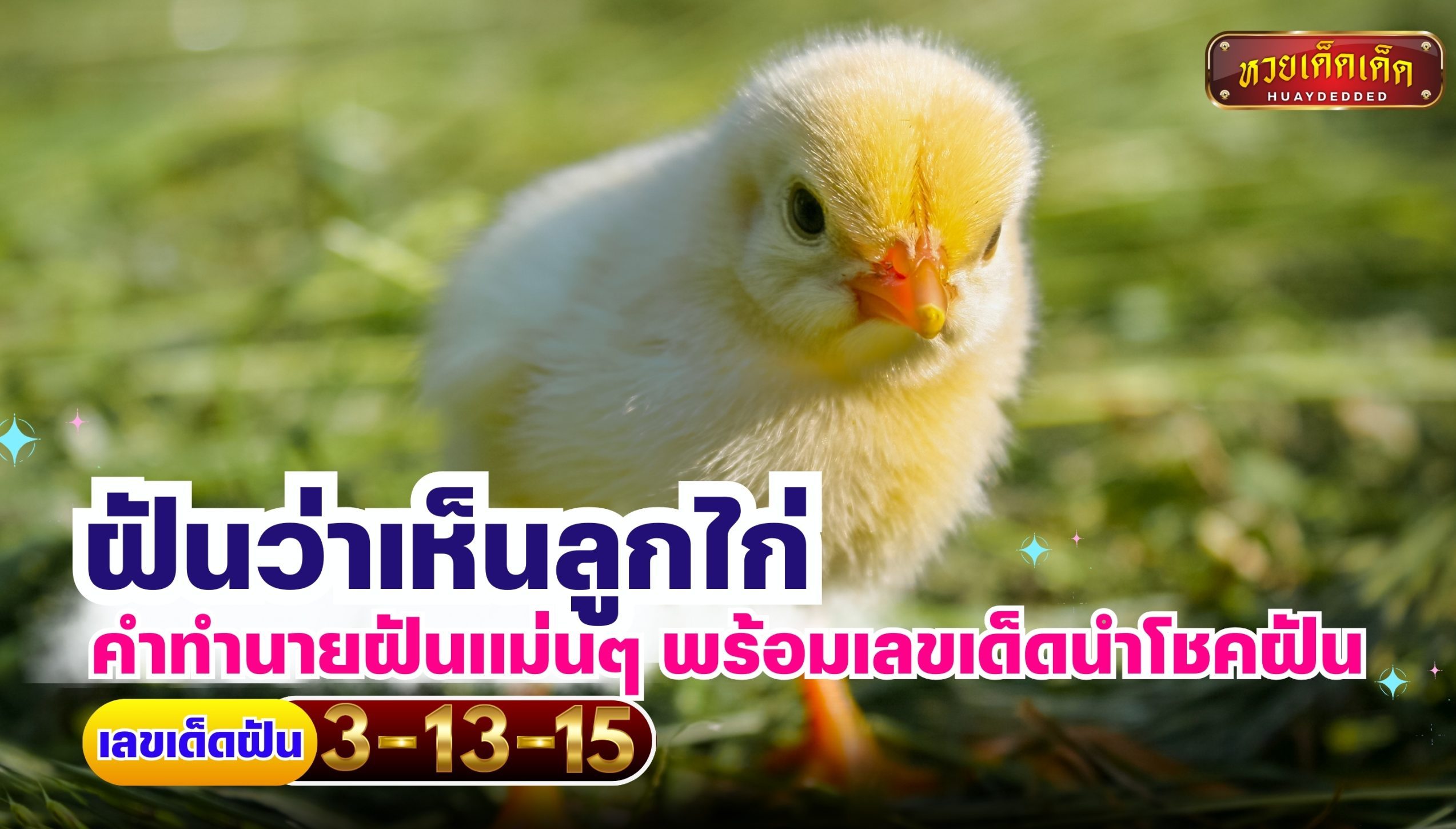 ฝันว่าเห็นลูกไก่ ตำราทำนายฝัน สื่อความหมายไว้ว่าอย่างไร