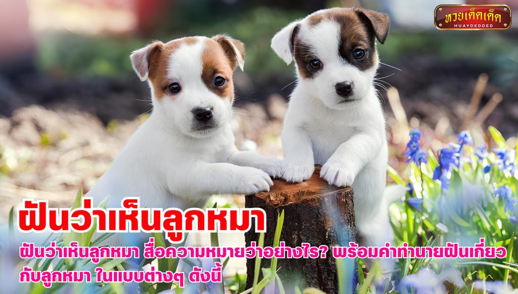 ฝันว่าเห็นลูกหมา คำทำนายฝันเกี่ยวกับลูกหมา