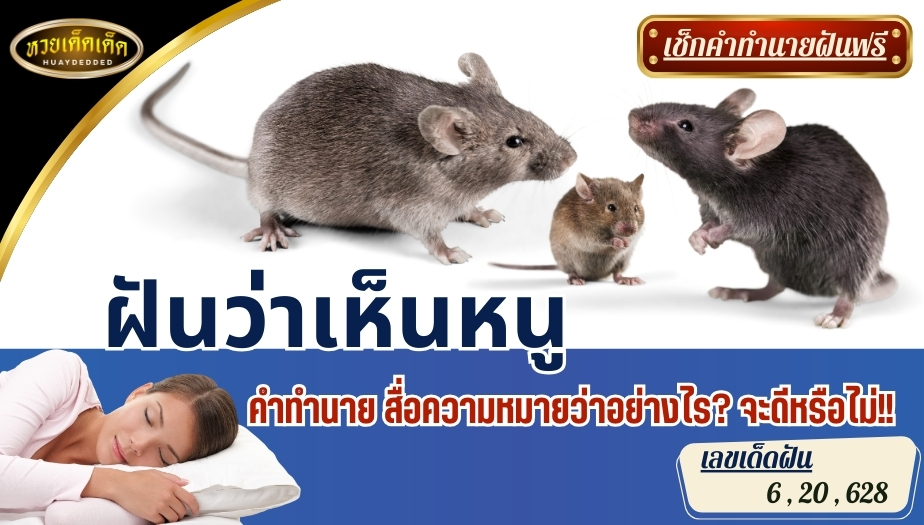 ฝันว่าเห็นหนู คำทำนาย สื่อความหมายว่าอย่างไร? จะดีหรือไม่!!