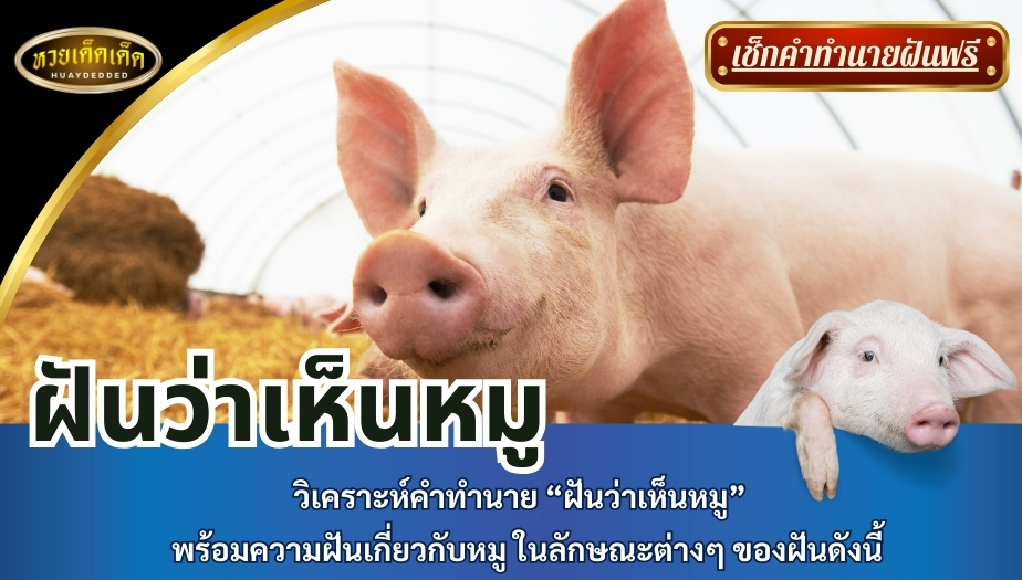 ฝันว่าเห็นหมู วิเคราะห์คำทำนาย “ฝันว่าเห็นหมู” พร้อมความฝันเกี่ยวกับหมู ในลักษณะต่างๆ ของฝันดังนี้