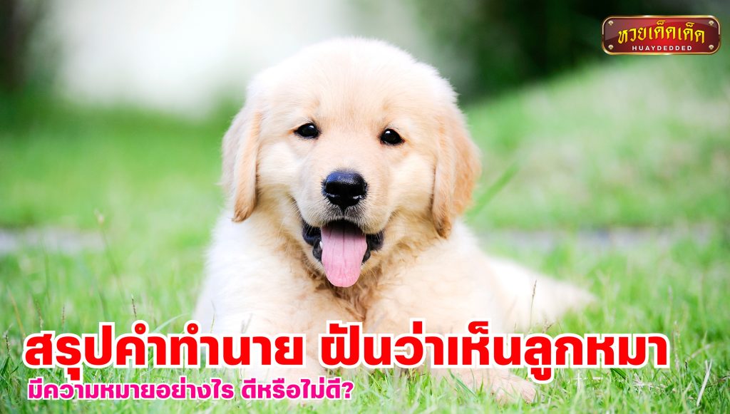 สรุปคำทำนาย ฝันว่าเห็นลูกหมา