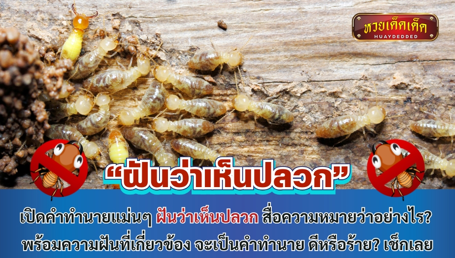 เปิดคำทำนายแม่นๆ ฝันว่าเห็นปลวก สื่อความหมายว่าอย่างไร? พร้อมความฝันที่เกี่ยวข้อง จะเป็นคำทำนาย ดีหรือร้าย? เช็กเลย