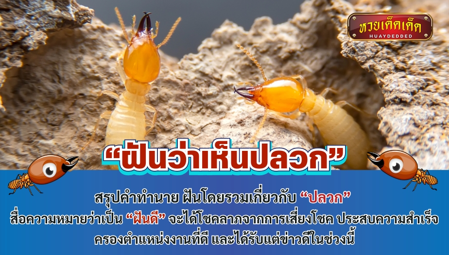 ฝันว่าเห็นปลวก สรุปคำทำนาย ฝันโดยรวมเกี่ยวกับ “ปลวก” สื่อความหมายว่าเป็น “ฝันดี” จะได้โชคลาภจากการเสี่ยงโชค 