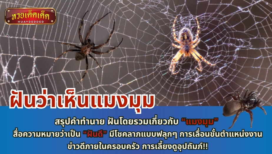 ฝันว่าเห็นแมงมุม สรุปคำทำนาย ฝันโดยรวมเกี่ยวกับ “แมงมุม” สื่อความหมายว่าเป็น “ฝันดี” มีโชคลาภแบบฟลุกๆ การเลื่อนขั้นตำแหน่งงาน ข่าวดีภายในครอบครัว การเลี้ยงดูอุปถัมภ์!!