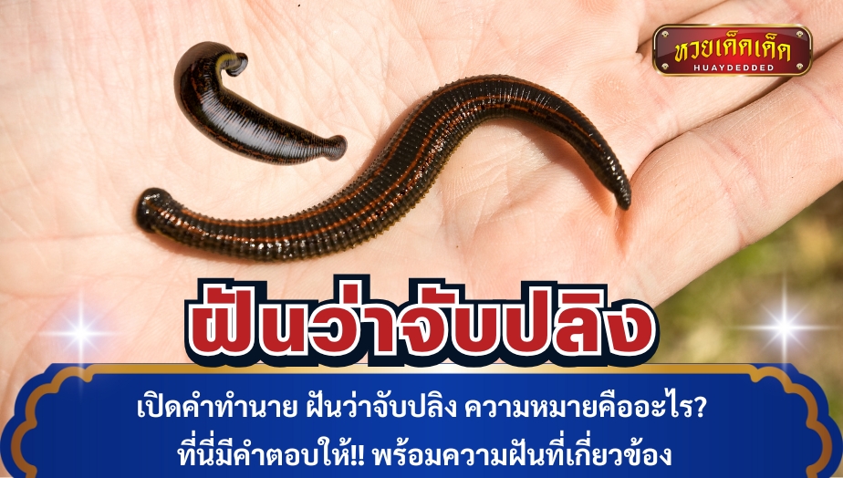 เปิดคำทำนาย ฝันว่าจับปลิง ความหมายคืออะไร?ที่นี่มีคำตอบให้!! พร้อมความฝันที่เกี่ยวข้อง